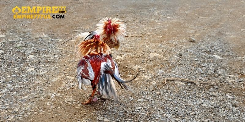 Những Chiến Thuật Thành Công Trong Đá Gà Đòn Empire777