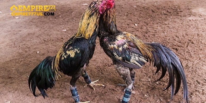Nạp Tiền Và Bắt Đầu Chơi