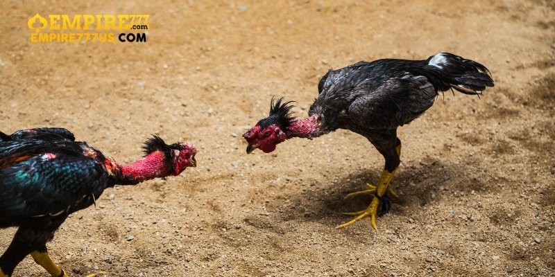 Lịch Sử Và Nguồn Gốc Của Đá Gà Thomo Empire777